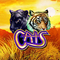 Cats in igt_games
